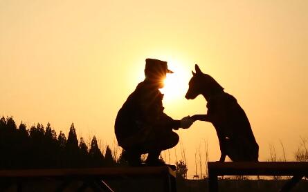 戊戌年話忠犬 搜救英雄煉成記